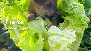 sweet pet