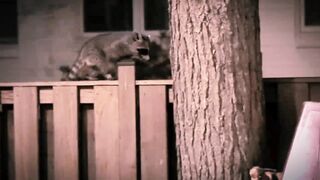 information about the raccoon