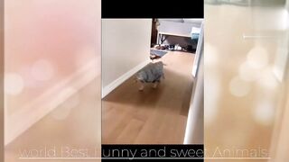 Best Funny Animal Videos Part 29