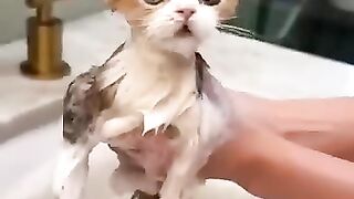 Cats Doing cat things