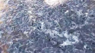 Menjelang LEBARAN - Ikan lele kalian jual atau buat stok setelah LEBARAN❓Waktu semakin mepet