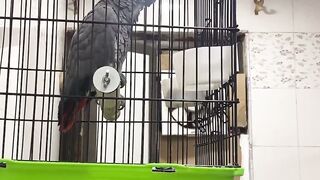Parrot speaks