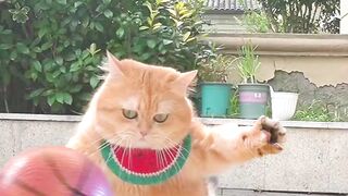 Cat soccer and funny ????