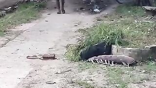 Scorpion prank