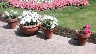 Beautiful pics of flowers