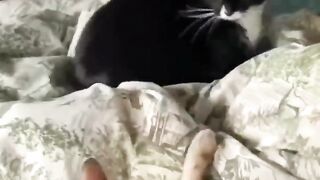 Funny animals ????
