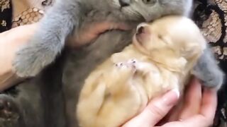Cute kutty hugs a baby puppy