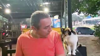 Polite Cat