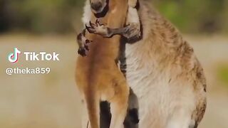 lovely animal