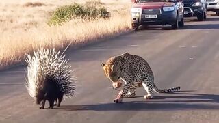Thanks To The Set Of Poisonous Porcupine Spines, It Is Easy To Defeat The Leopard, lion, dog.