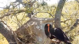 Unbelievable Angry Hornbill Rushes Peck Leopard With Hard Beak To Revenge Baby Bird Being Eate.