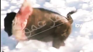 سبحان الله العظيم