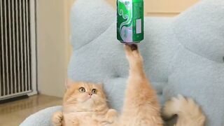 Cat funny video