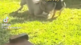 Algo anda raro aquí con el cachuchin