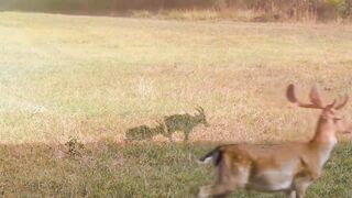 Animals video