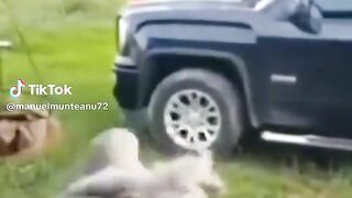 funny video