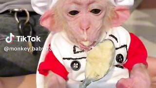 funny monkey baby