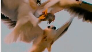 Birds Lover 01