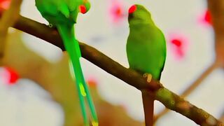 Birds Lover 02