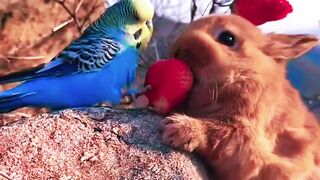 Birds Lover 03