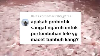 4 manfaat PROBIOTIK dalam budidaya ikan lele❗Apa saja manfaatnya❓