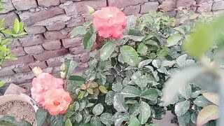ماشاءاللہ اتنے پیارے پیارے پھول اور اتنے پیارے پیارے کلر ہماری چھت پہ
