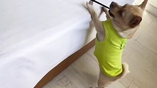 Funny animals Dog