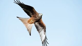 The Red Kite (Milvus milvus)