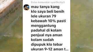 Padahal dikolam petani AMAN kenapa pindah kekolam kita ikan lele MENGGANTUNG❓