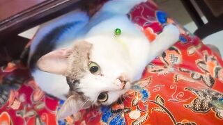 Nemo its funny cat