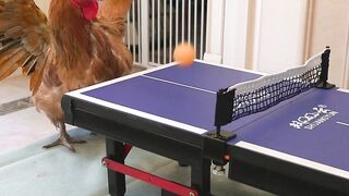 Cat ???? Chicken #fyt #fyp #cat #chicken