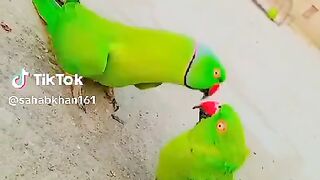 Beautiful perot video ????????????