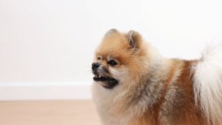 Cute Dog
