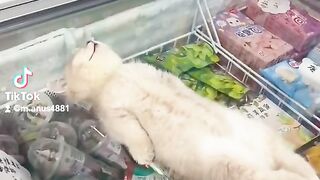 funny video