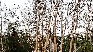 Singing Birds & evening view of River Siran at Baffa district Mansehra, KPK | Pakistan