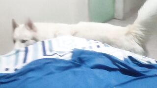Mi perrito se quiere mandar solo