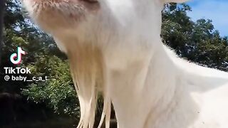 El chivito masticador