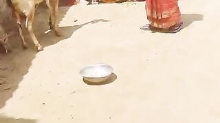Holi video