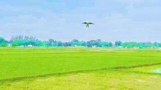 ????অসাধারণ একটি পোষা টিয়া পাখি????। (A wonderful pet bird-????)