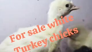 The turkey chicken
