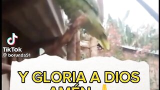 Un lorito lavando a Dios