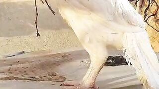 This is a white bird ll bird