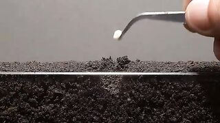Growing Red Bell Pepper Plant - Time Lapse