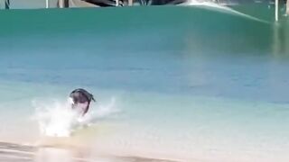 The Perfect Skimboarding Wave !