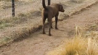 Lion Vs Dog Fighting