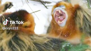 Monyet oren #videoshort