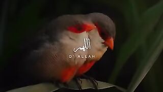 درود شریف.mkv