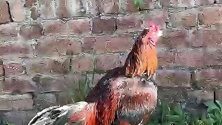 Green grass eater
