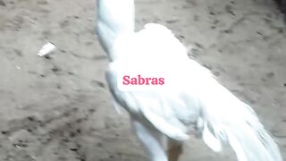 White but no long tail