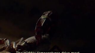 Lizard and Scorpion
